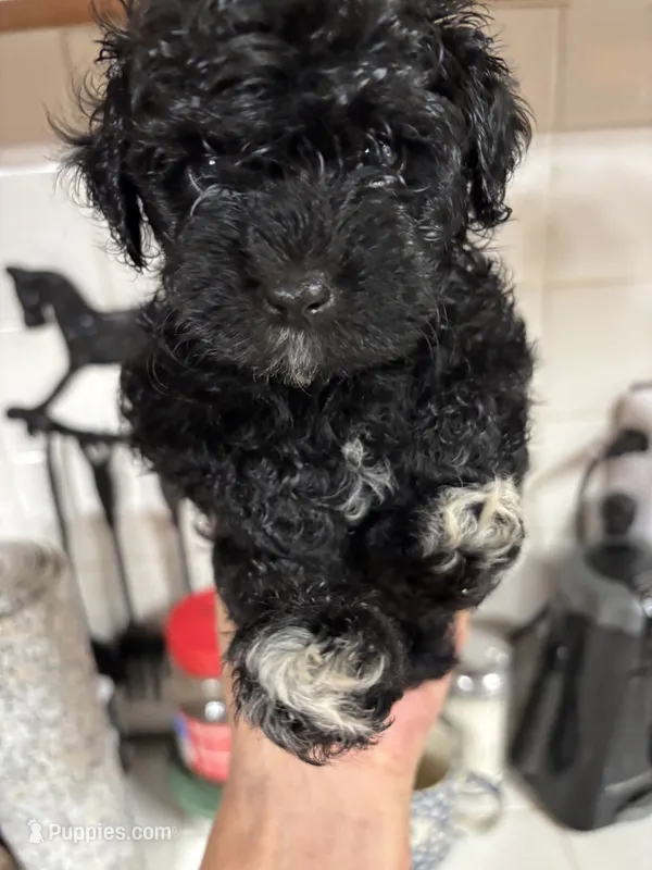 Tiny dancer – Poodle - Toy  puppy for sale in Lucedale, MS