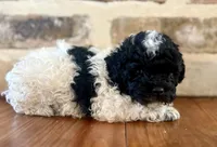 Nuget, a male Poodle - Toy  for sale in Lucedale, MS – 3 of 4
