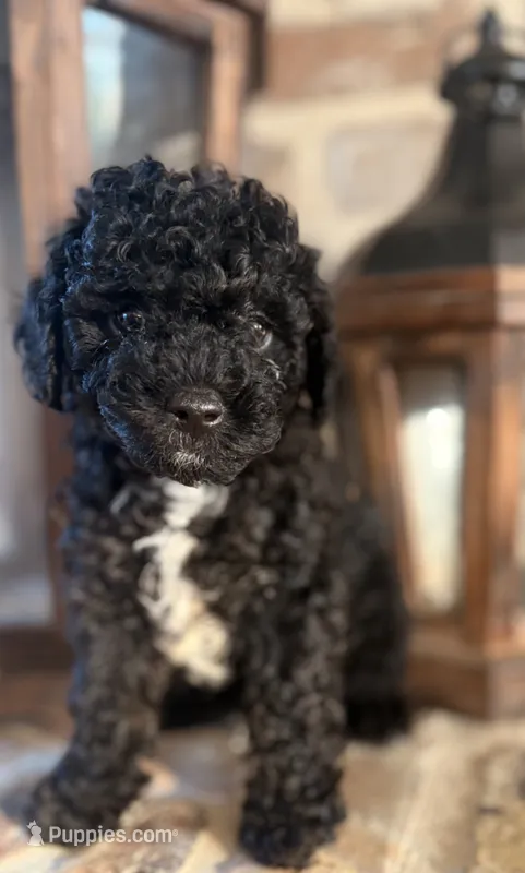 Tux – Poodle - Toy  puppy for sale in Lucedale, MS