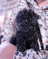 Ruby, a female Poodle - Toy  for sale in Lucedale, MS – 2 of 6