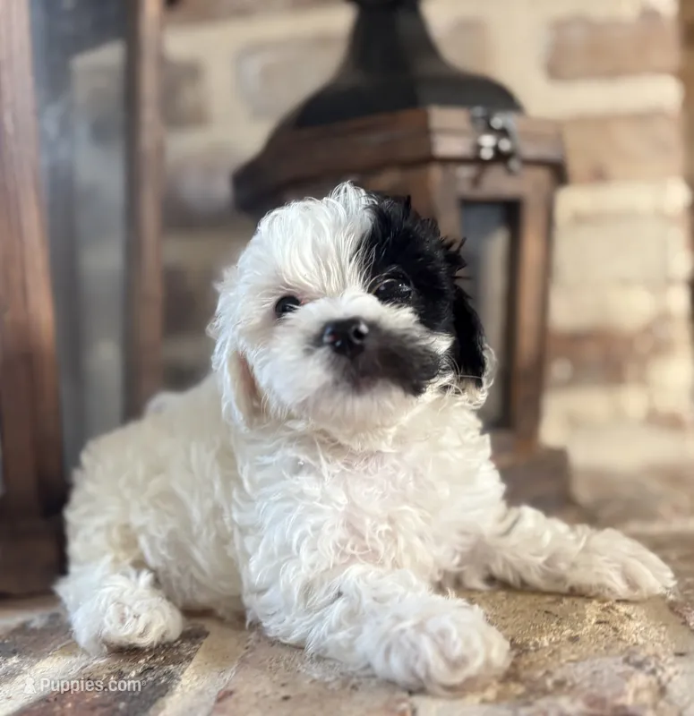 Target – Poodle - Toy  puppy for sale in Lucedale, MS