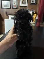 My tiny , a male Poodle - Toy  for sale in Lucedale, MS – 2 of 2