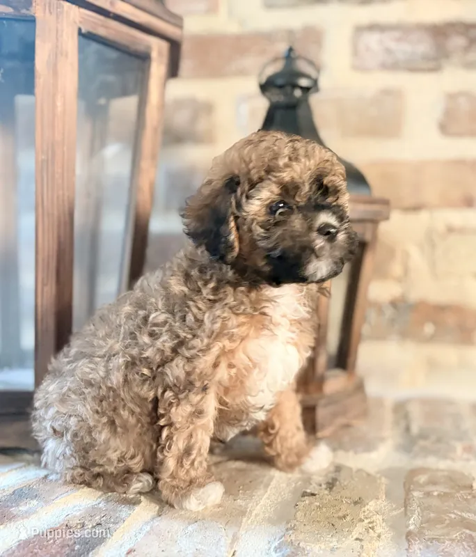 Bear – Poodle - Toy  puppy on hold in Lucedale, MS