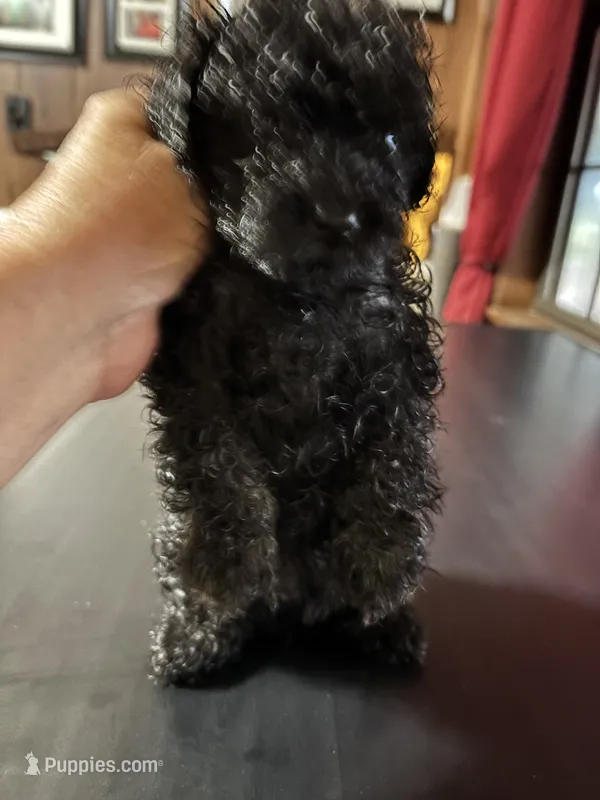 My tiny  – Poodle - Toy  puppy for sale in Lucedale, MS