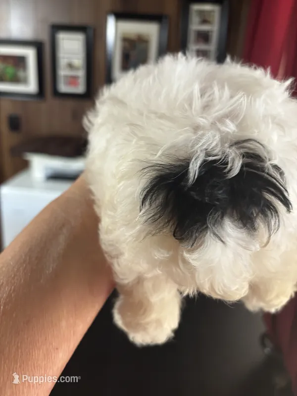 Target – Poodle - Toy  puppy for sale in Lucedale, MS