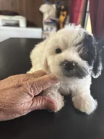 Target, a male Poodle - Toy  for sale in Lucedale, MS – 2 of 3