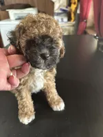 Bear, a male Poodle - Toy  for sale in Lucedale, MS – 2 of 3