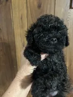 Midnight Delight , a female Poodle - Toy  for sale in Lucedale, MS – 2 of 2