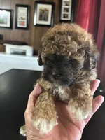 Bear, a male Poodle - Toy  for sale in Lucedale, MS – 3 of 3