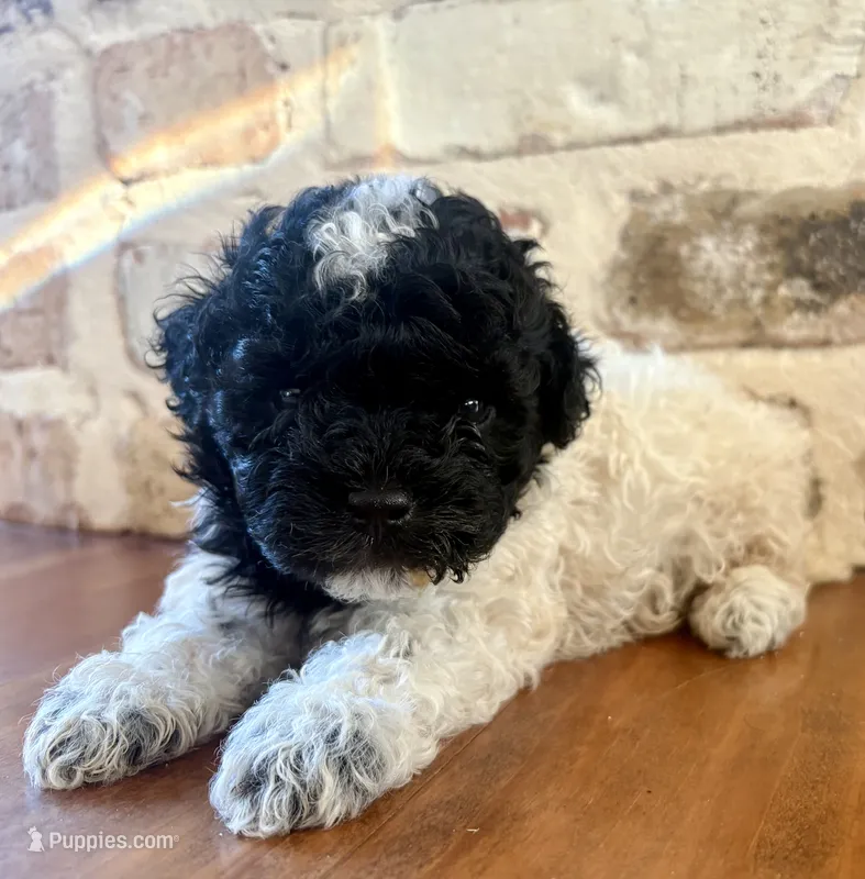 Fancy – Poodle - Toy  puppy on hold in Lucedale, MS