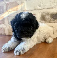 Fancy, a female Poodle - Toy  for sale in Lucedale, MS – 1 of 4