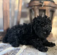 Ruby, a female Poodle - Toy  for sale in Lucedale, MS – 4 of 6