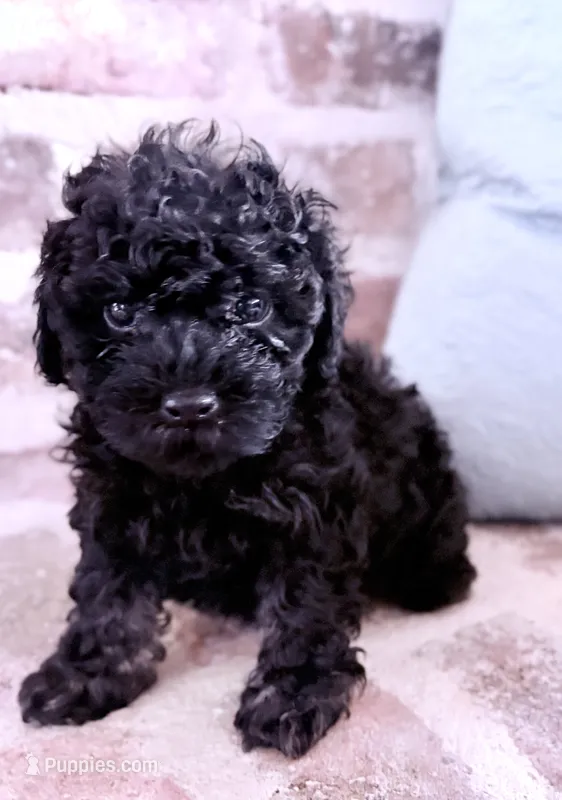 My tiny  – Poodle - Toy  puppy for sale in Lucedale, MS