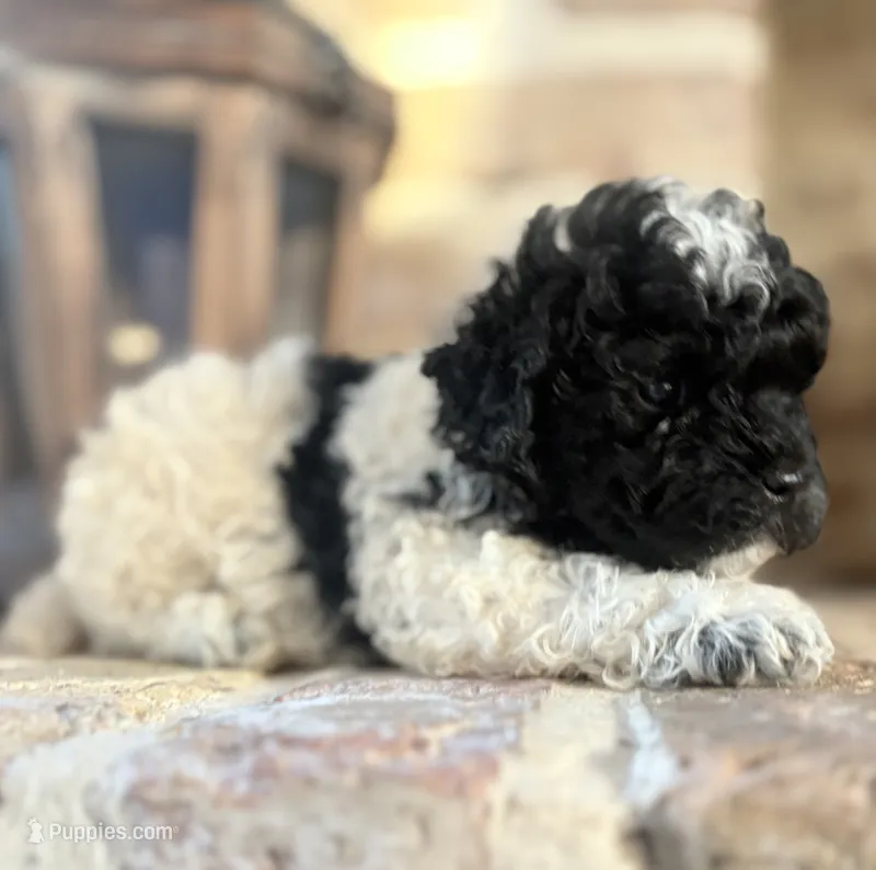 Nuget – Poodle - Toy  puppy for sale in Lucedale, MS