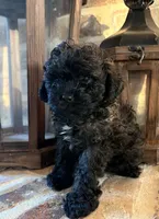 Cinnamon, a female Poodle - Toy  for sale in Lucedale, MS – 2 of 4