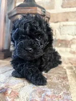 Ms Thing, a female Poodle - Toy  for sale in Lucedale, MS – 2 of 2