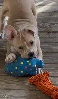 Rocket Man, a male American Bully for sale in Franklin, NC – 3 of 4