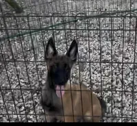 Johnny Ringo, a male Belgian Malinois for sale in Franklin, NC – 3 of 9