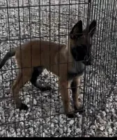 Johnny Ringo, a male Belgian Malinois for sale in Franklin, NC – 8 of 9