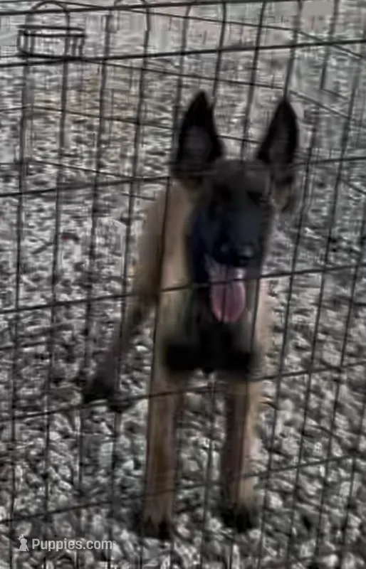 Johnny Ringo – Belgian Malinois puppy for sale in Franklin, NC