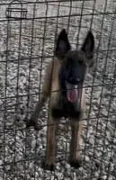 Johnny Ringo, a male Belgian Malinois for sale in Franklin, NC – 1 of 9
