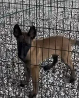 Johnny Ringo, a male Belgian Malinois for sale in Franklin, NC – 6 of 9