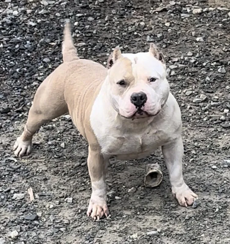 Skyler – American Bully puppy for sale in Franklin, NC