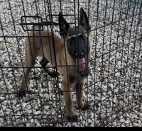 Johnny Ringo, a male Belgian Malinois for sale in Franklin, NC – 4 of 9