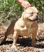 Saybene, a female American Bully for sale in Franklin, NC – 1 of 1