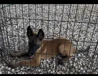 Johnny Ringo, a male Belgian Malinois for sale in Franklin, NC – 7 of 9