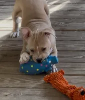 Rocket Man, a male American Bully for sale in Franklin, NC – 2 of 4