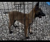 Johnny Ringo, a male Belgian Malinois for sale in Franklin, NC – 5 of 9