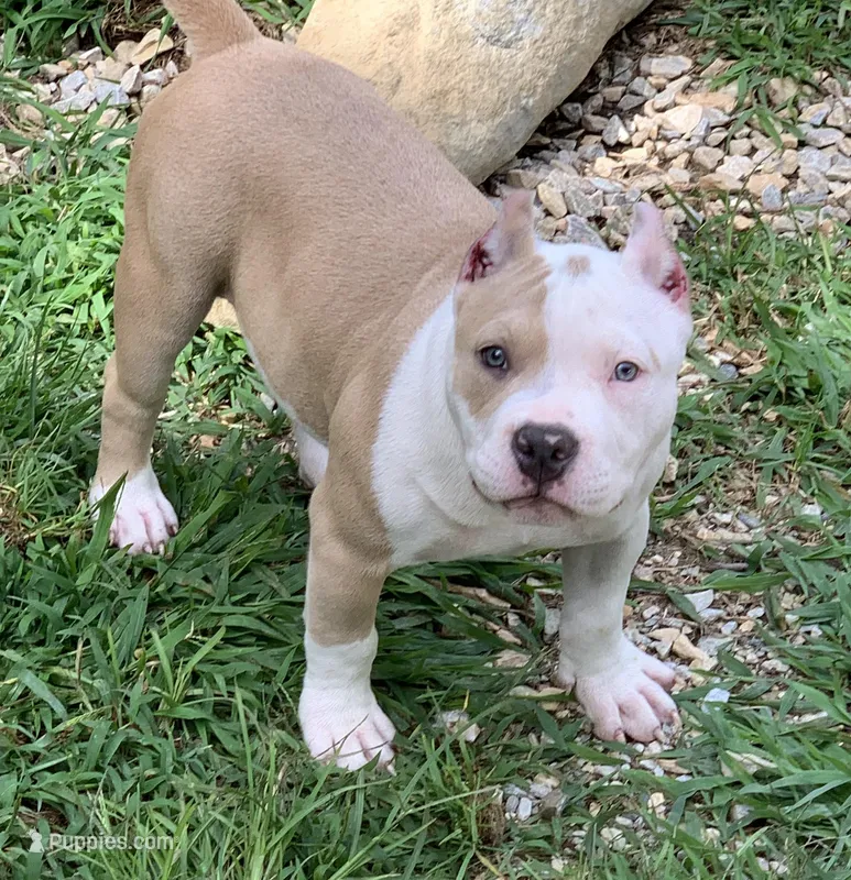 Skyler – American Bully puppy for sale in Franklin, NC