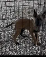 Johnny Ringo, a male Belgian Malinois for sale in Franklin, NC – 2 of 9