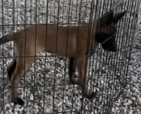 Johnny Ringo, a male Belgian Malinois for sale in Franklin, NC – 9 of 9