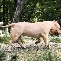 Saybene, a female American Bully for sale in Franklin, NC – Photo 7 of 10