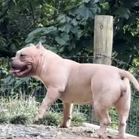 Saybene, a female American Bully for sale in Franklin, NC – Photo 3 of 10