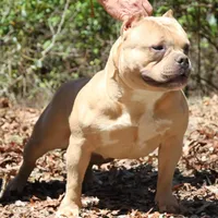 Saybene, a female American Bully for sale in Franklin, NC – Photo 1 of 10