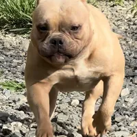 Saybene, a female American Bully for sale in Franklin, NC – Photo 2 of 10