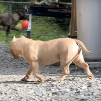 Saybene, a female American Bully for sale in Franklin, NC – Photo 4 of 10