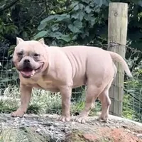 Saybene, a female American Bully for sale in Franklin, NC – Photo 6 of 10
