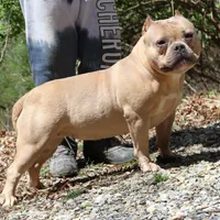 Saybene, a female American Bully for sale in Franklin, NC – Photo 10 of 10