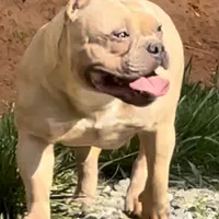 Saybene, a female American Bully for sale in Franklin, NC – Photo 5 of 10