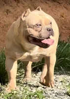 processed/cf3d924d-71af-4345-9cbc-b870f0348b6e/listing/ec7b4d76-1964-40a2-baa5-3243e10dacde/d160e8c2-191e-4eca-8758-bcbae8fb31ac