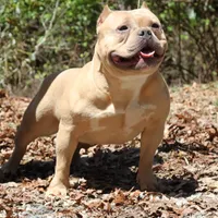 Saybene, a female American Bully for sale in Franklin, NC – Photo 9 of 10