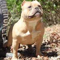 Saybene, a female American Bully for sale in Franklin, NC – Photo 8 of 10