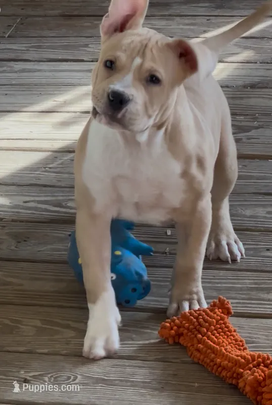 Rocket Man – American Bully puppy for sale in Franklin, NC