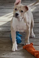 Rocket Man, a male American Bully for sale in Franklin, NC – 1 of 4