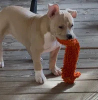 Rocket Man, a male American Bully for sale in Franklin, NC – 4 of 4