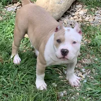 Skye, a female American Bully for sale in Franklin, NC – Photo 4 of 6